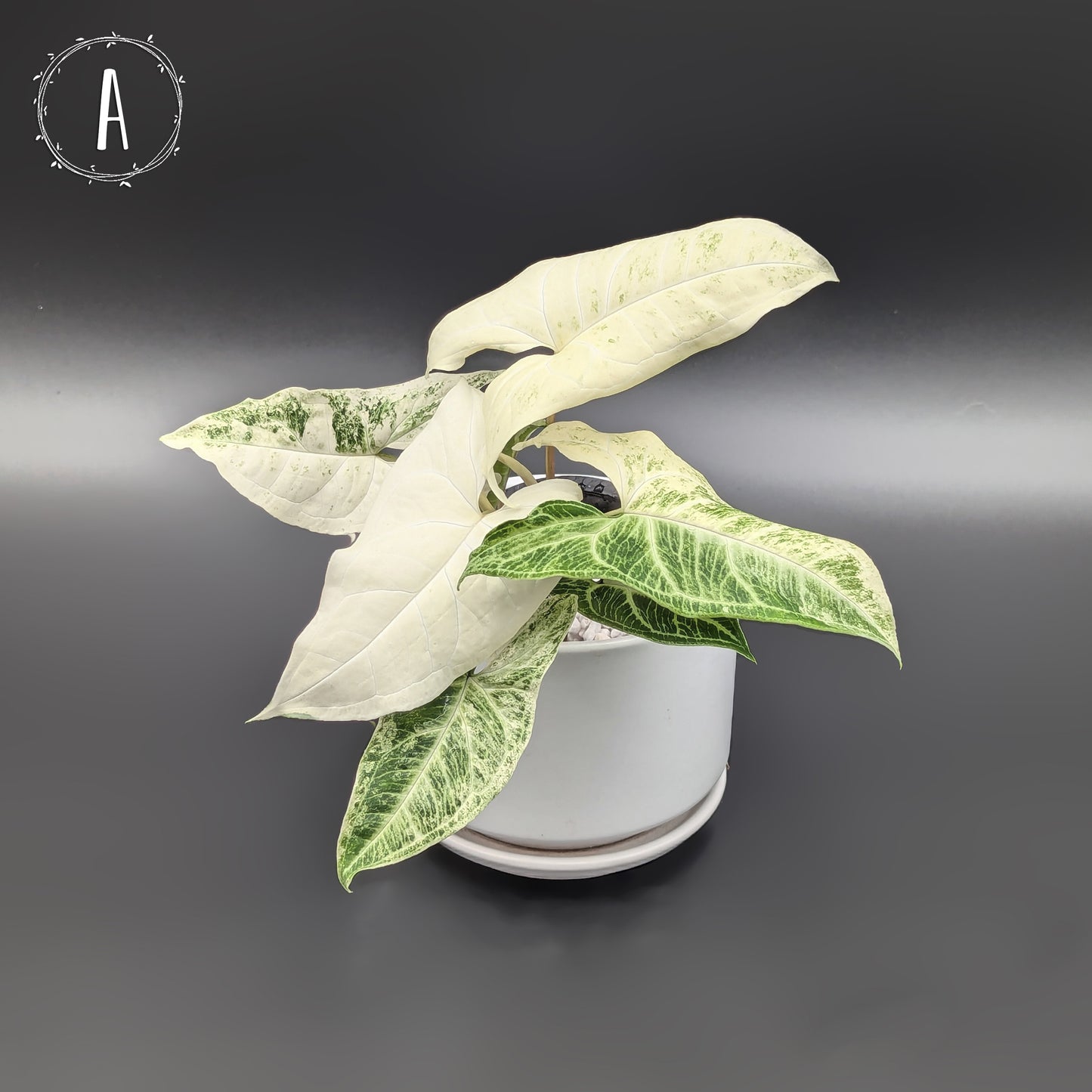 Syngonium Batik Albo Variegated