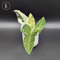 Syngonium Batik Albo Variegated