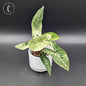 Syngonium Batik Albo Variegated