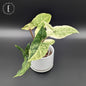 Syngonium Batik Albo Variegated