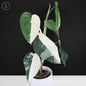 Syngonium Chiapense Variegated
