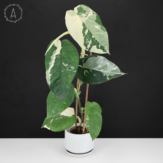 Syngonium Chiapense Variegated