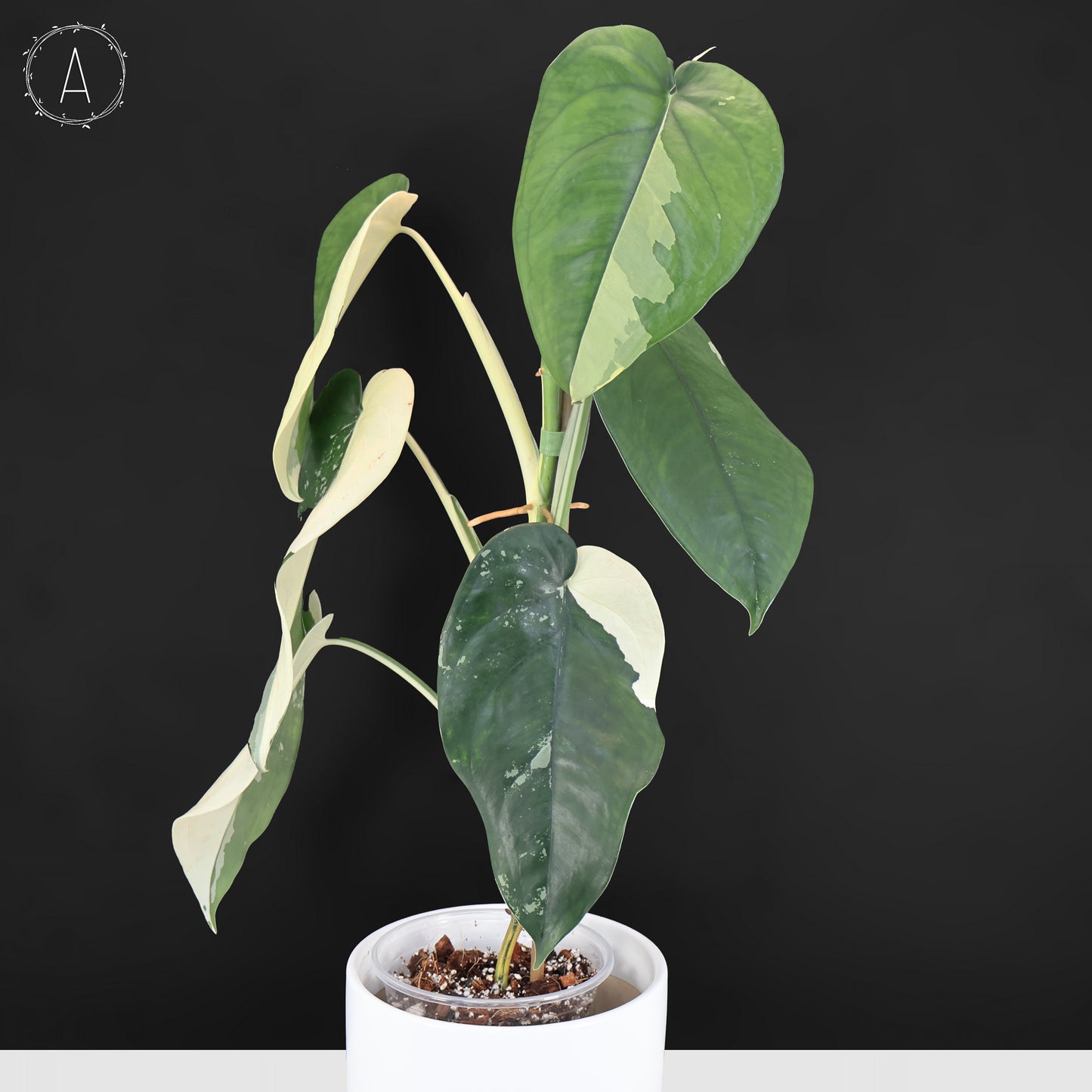 Syngonium Chiapense Variegated