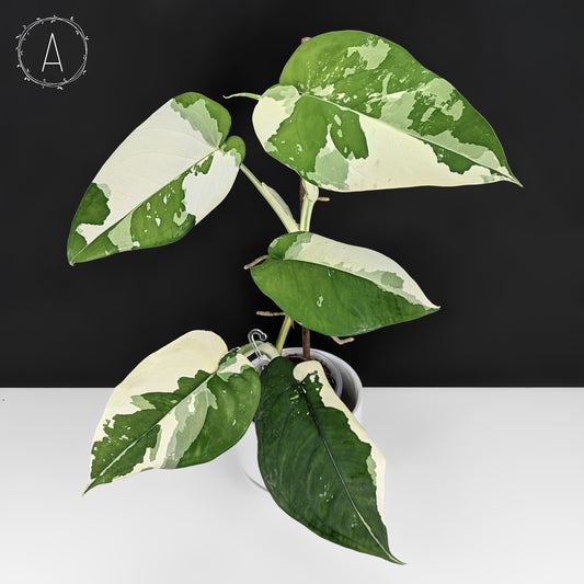 Syngonium Chiapense Variegated