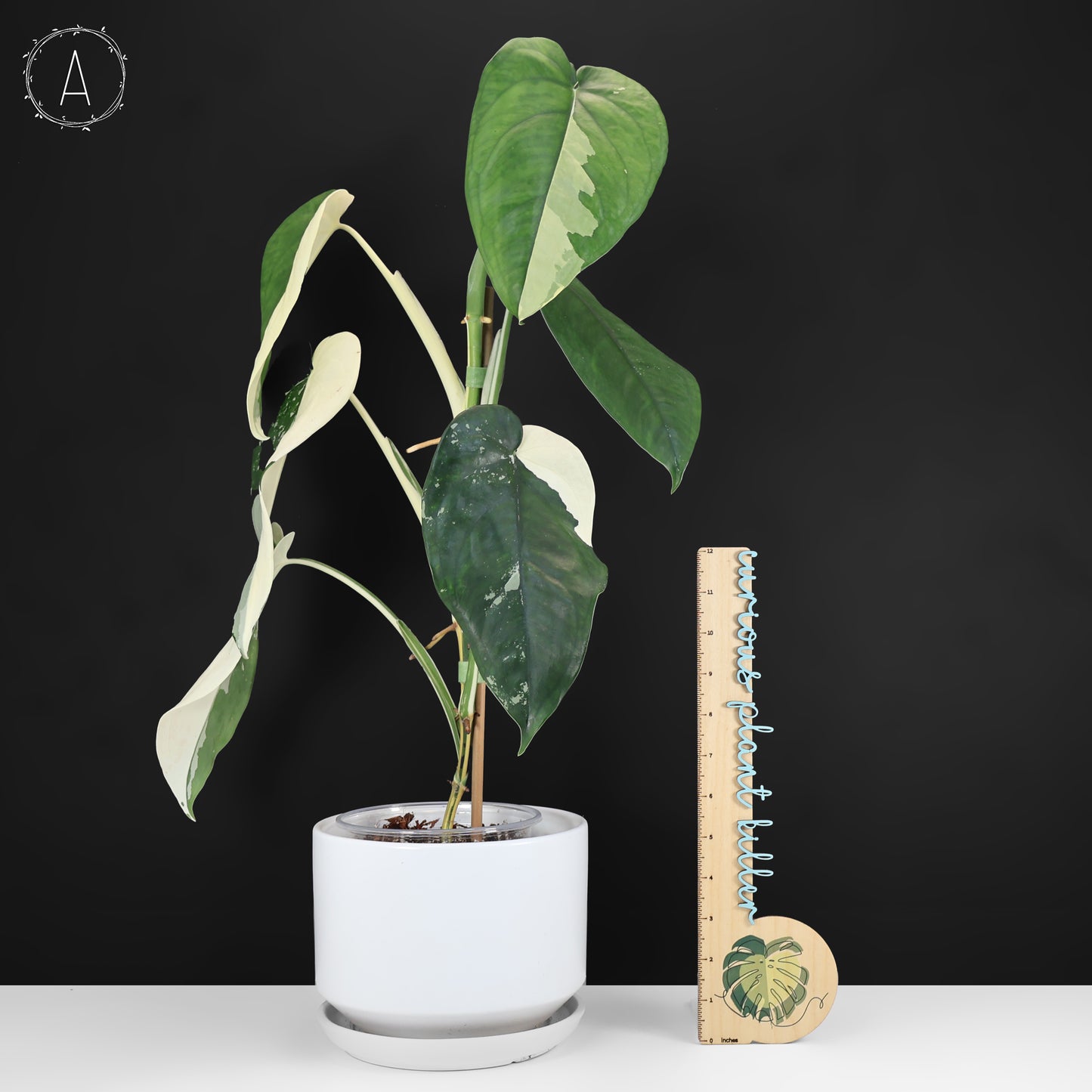 Syngonium Chiapense Variegated