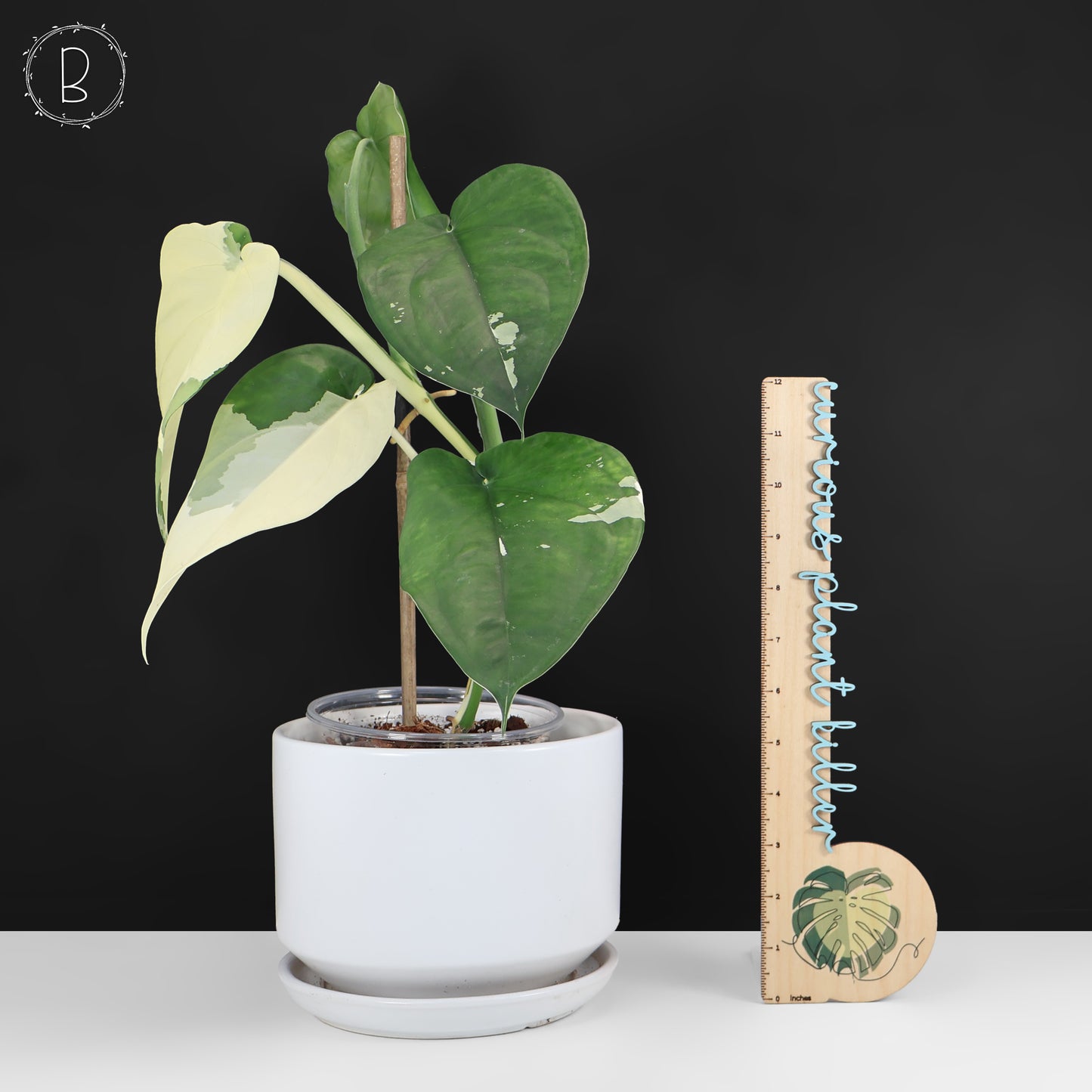 Syngonium Chiapense Variegated