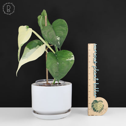 Syngonium Chiapense Variegated