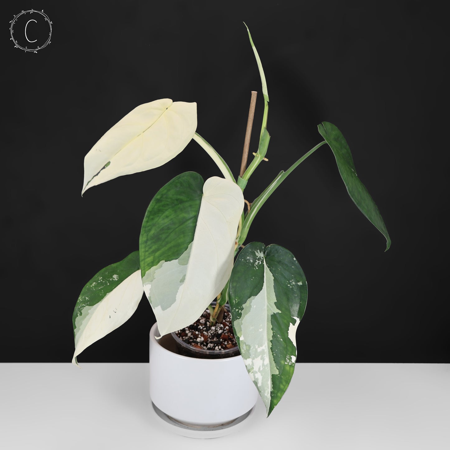 Syngonium Chiapense Variegated