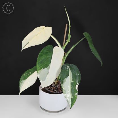 Syngonium Chiapense Variegated