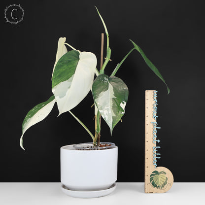 Syngonium Chiapense Variegated