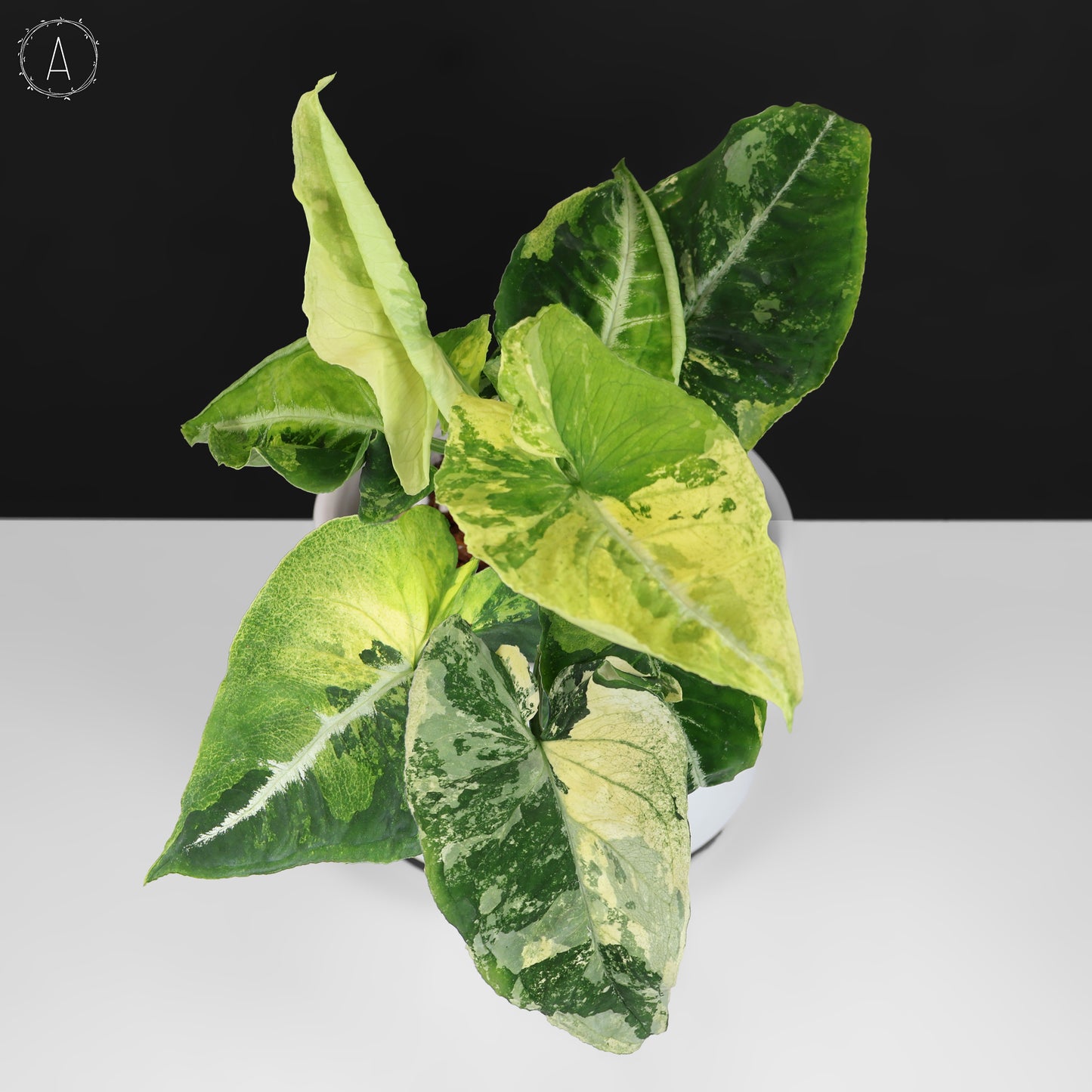 Huevos revueltos de Syngonium