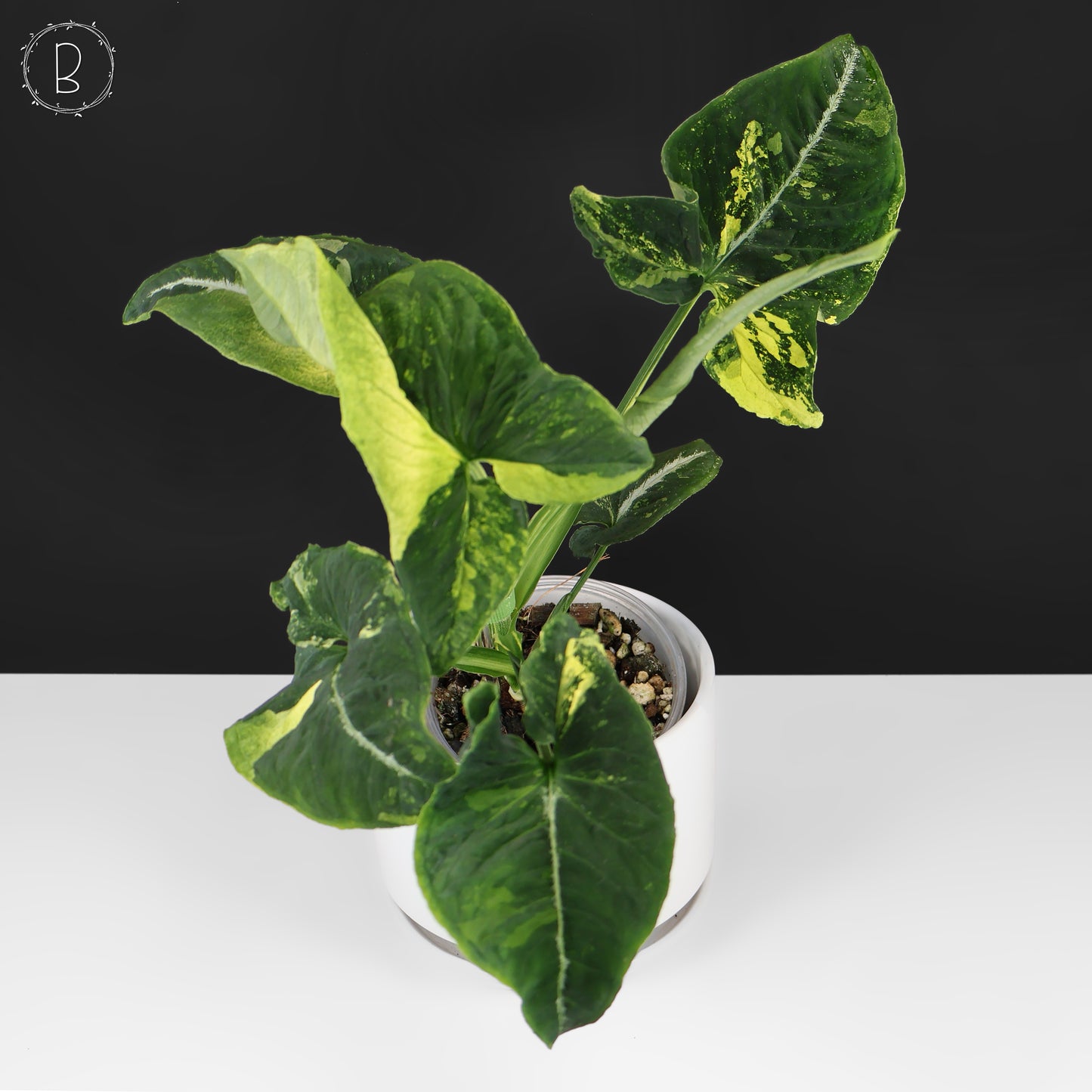 Huevos revueltos de Syngonium