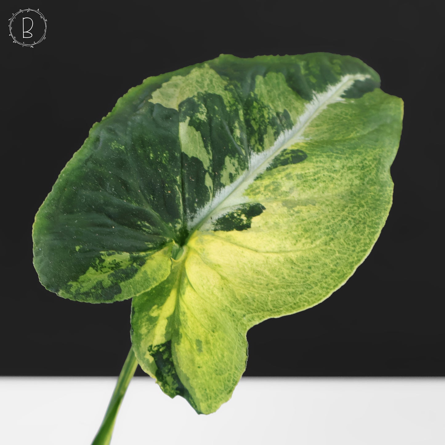 Huevos revueltos de Syngonium