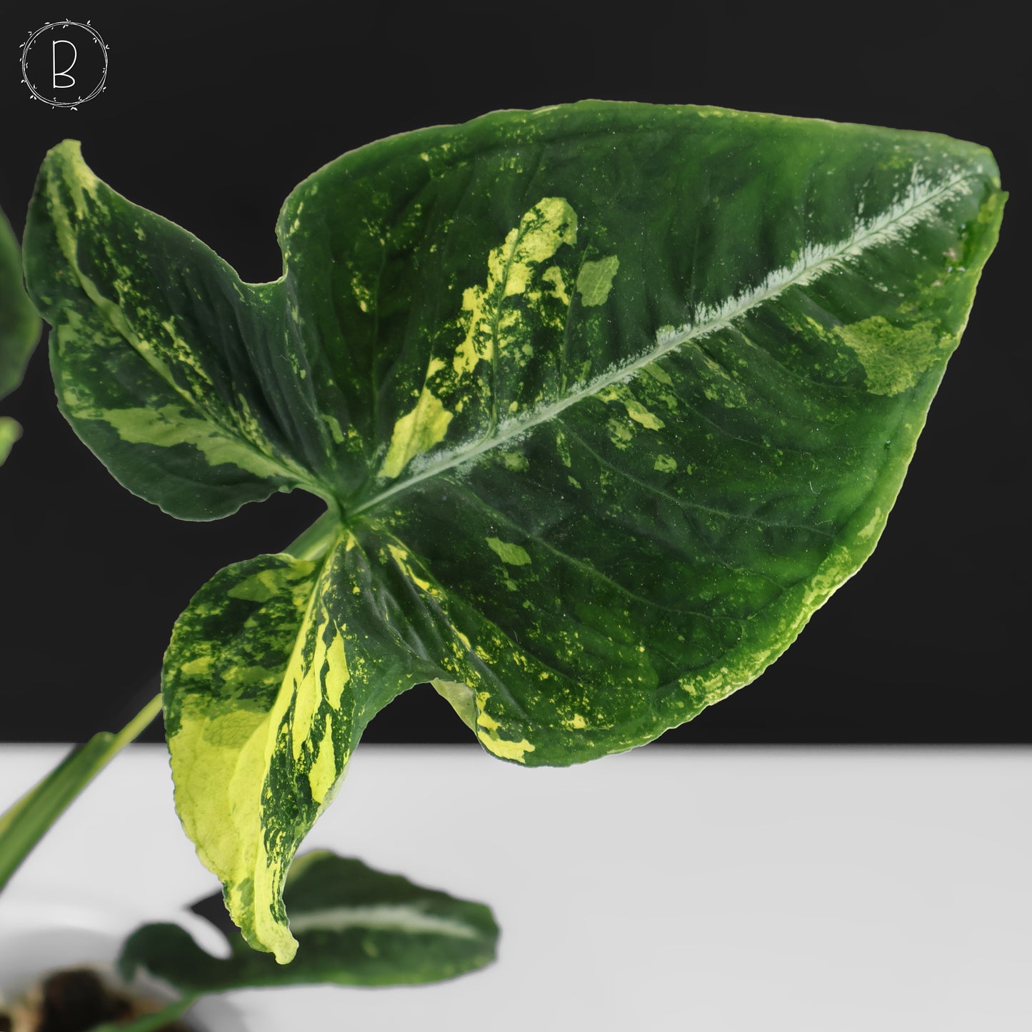 Huevos revueltos de Syngonium