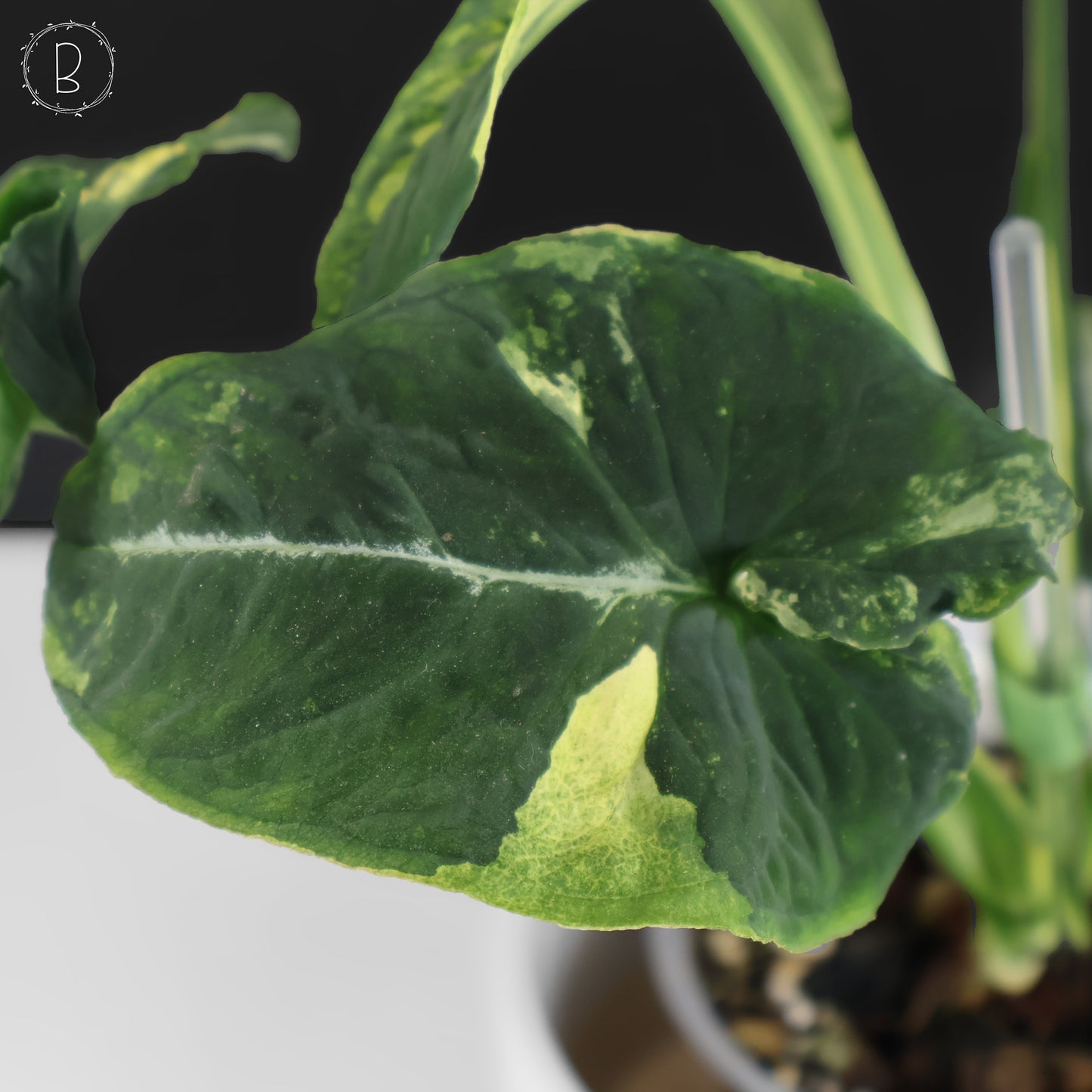 Huevos revueltos de Syngonium