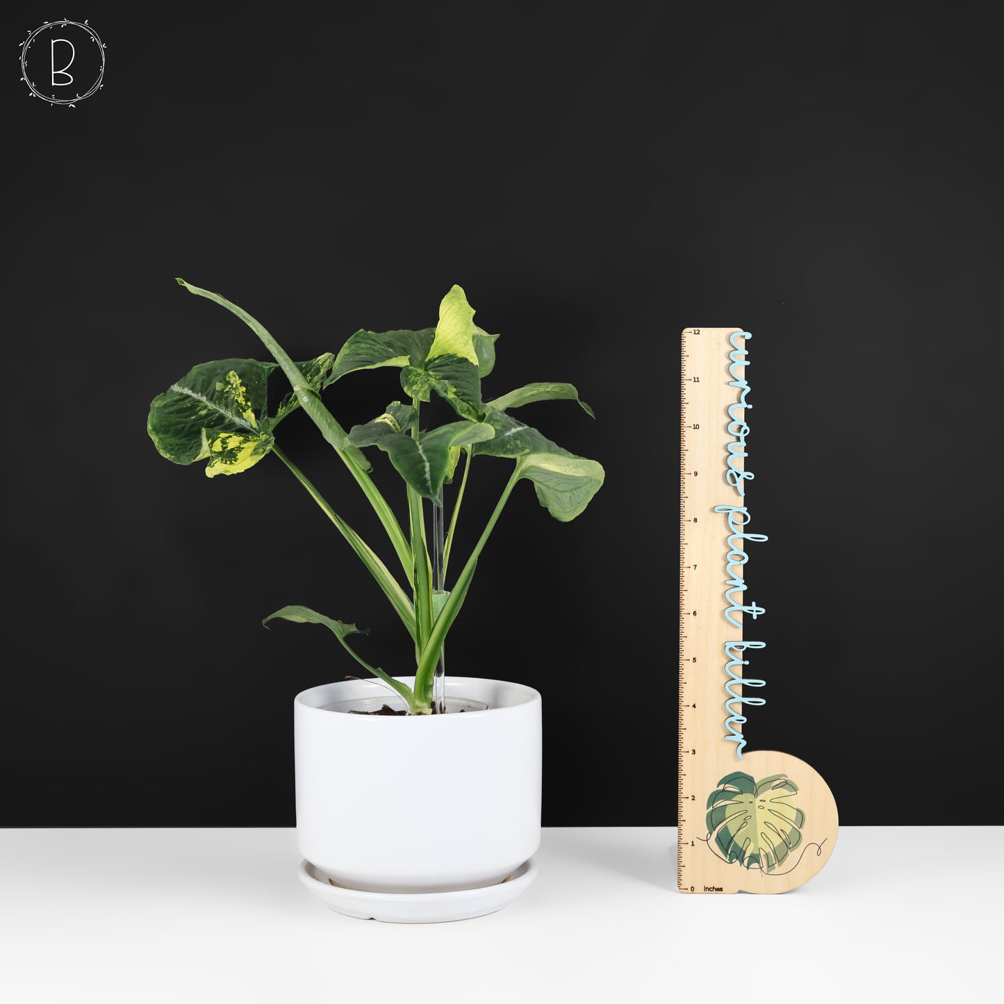 Huevos revueltos de Syngonium