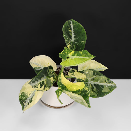 Syngonium Scambled Eggs