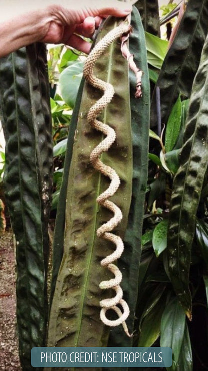 Anthurium Wendlingeri