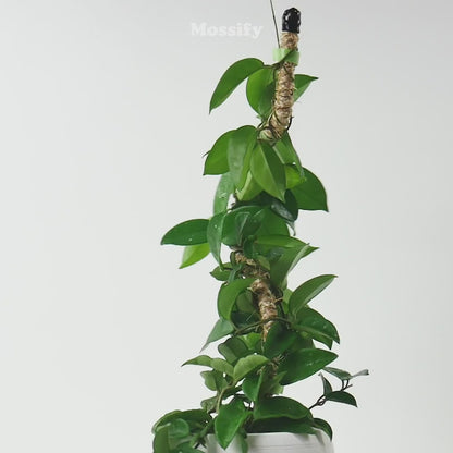 Mossify's Bendable Coir Pole™