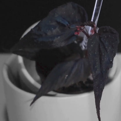 Begonia Botanicaz 212
