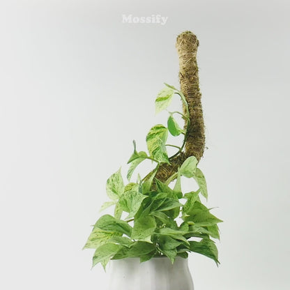 Mossify's Bendable Moss Pole™