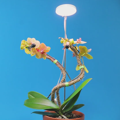 Adjustable LED Plant Light