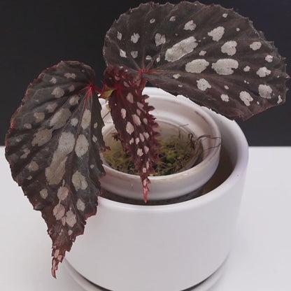 Begonia Botanicaz 222 v.7